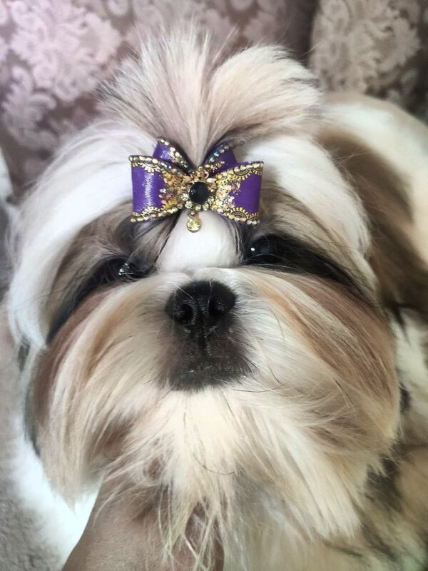 Mervel Shih Tzu