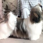 Mervel-male-Shih-Tzu-puppy-for-sale-2