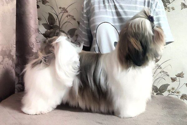 Mervel Shih Tzu