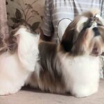Mervel-male-Shih-Tzu-puppy-for-sale-3