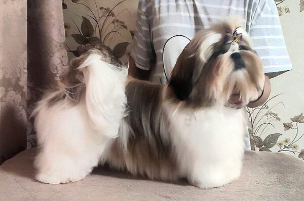 Mervel Shih Tzu