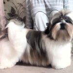 Mervel-male-Shih-Tzu-puppy-for-sale-4