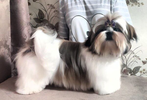 Mervel Shih Tzu