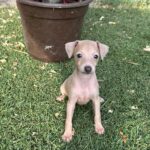 Nessy-female-italian-sighthound-puppy-for-sale- (1)