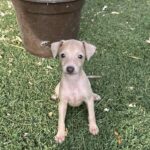 Nessy-female-italian-sighthound-puppy-for-sale- (2)