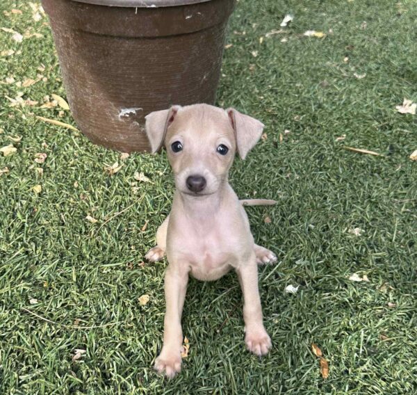 Nessy Italian Greyhound Nessy Italian Greyhound