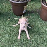 Nessy-female-italian-sighthound-puppy-for-sale- (3)