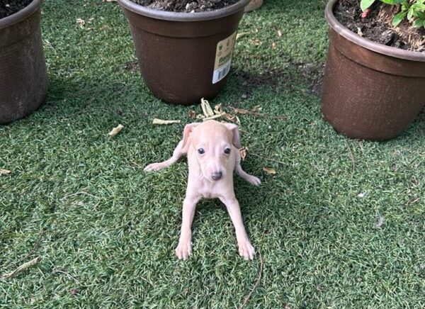 Nessy Italian Greyhound Nessy Italian Greyhound