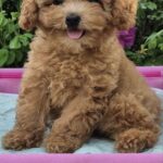 Nissa-female-Maltipoo-puppy-for-sale-2