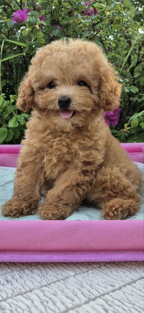 Nissa Maltipoo