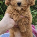 Nissa-female-Maltipoo-puppy-for-sale-3