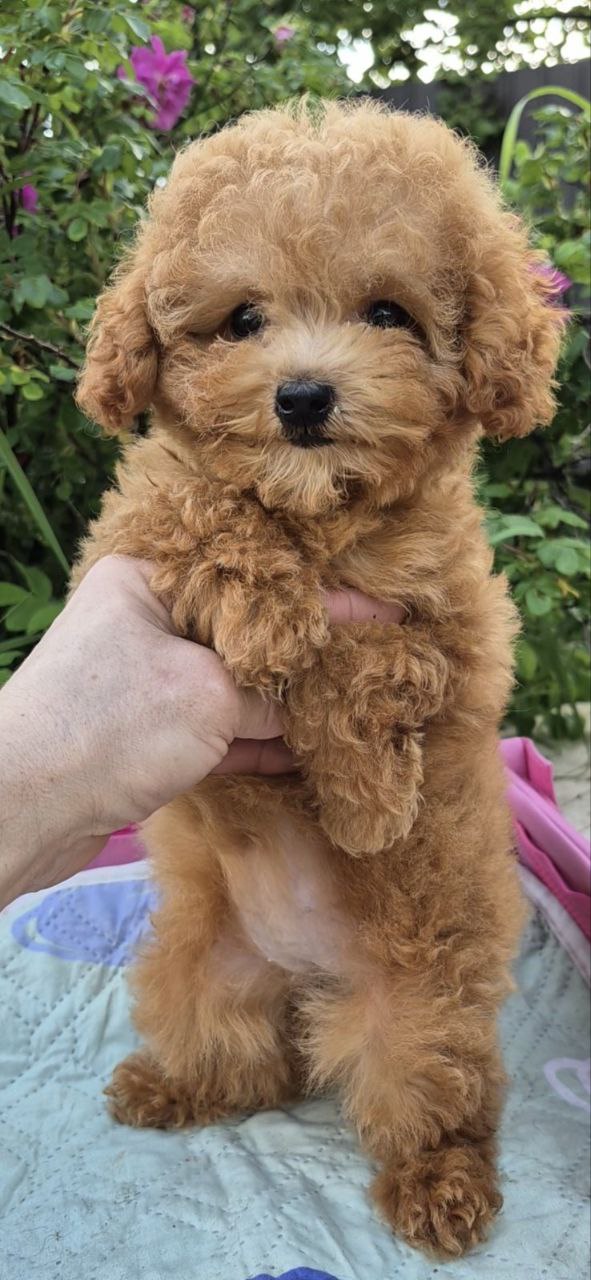 Nissa Maltipoo