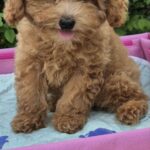 Nissa-female-Maltipoo-puppy-for-sale-4