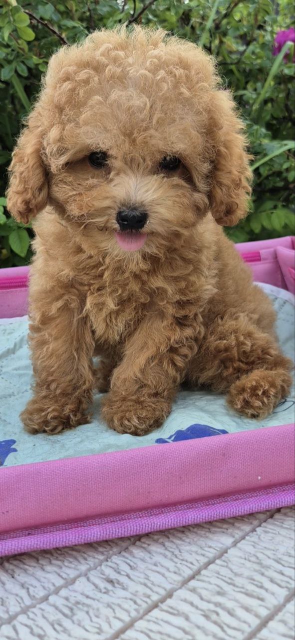 Nissa Maltipoo