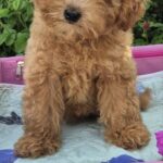 Nissa-female-Maltipoo-puppy-for-sale-5