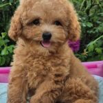 Runa Maltipoo