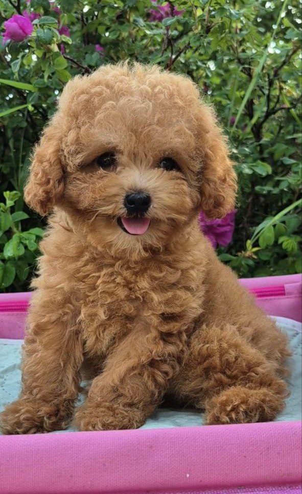 Nissa Maltipoo