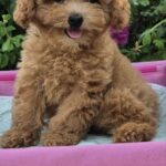 Nissa-female-Maltipoo-puppy-for-sale-6