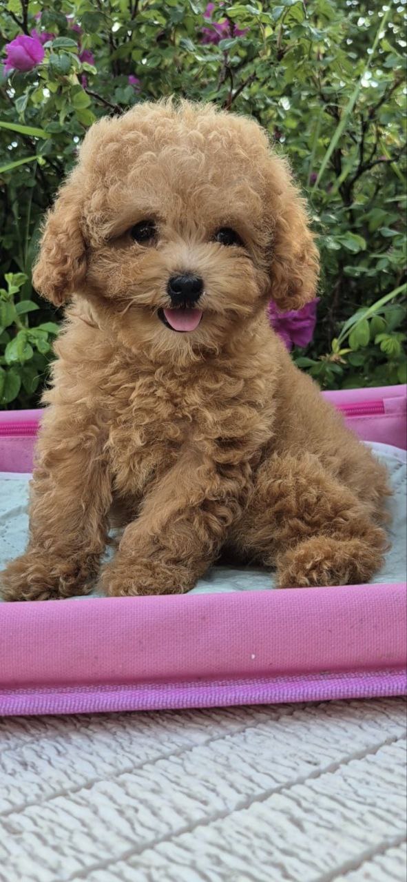 Nissa Maltipoo