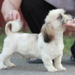 Opium-male-Shih-Tzu-puppy-for-sale-1