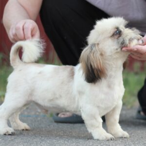 Opium Shih Tzu
