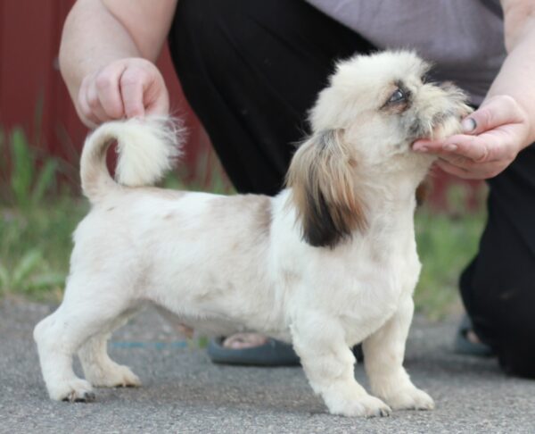 Opium Shih Tzu