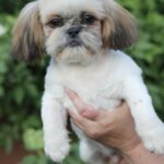 Opium-male-Shih-Tzu-puppy-for-sale-2