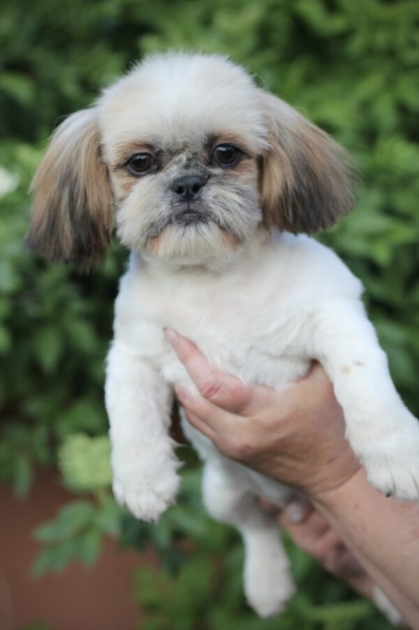 Opium Shih Tzu