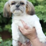 Opium-male-Shih-Tzu-puppy-for-sale-3