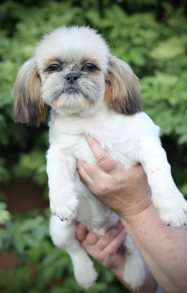 Opium Shih Tzu