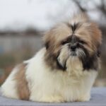 Percy Shih Tzu