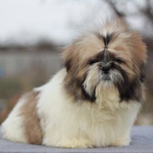 Opium Shih Tzu