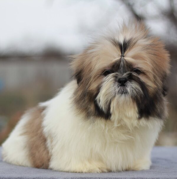 Opium Shih Tzu