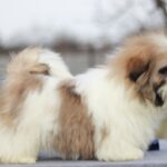 Opium-male-Shih-Tzu-puppy-for-sale-5