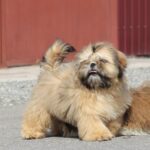 Percy-male-Shih-Tzu-puppy-for-sale-1