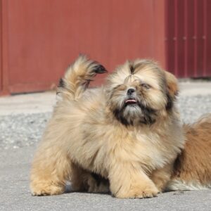 Percy Shih Tzu