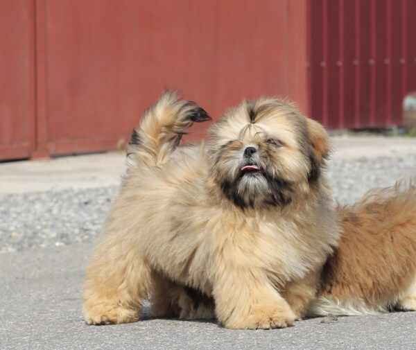 Percy Shih Tzu Percy Shih Tzu