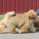 Percy-male-Shih-Tzu-puppy-for-sale-2