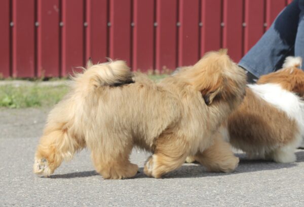 Percy Shih Tzu Percy Shih Tzu