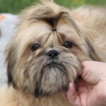 Percy-male-Shih-Tzu-puppy-for-sale-3
