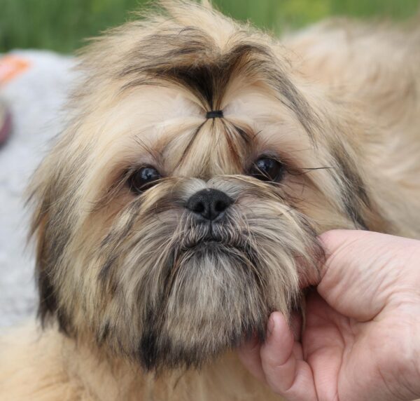 Percy Shih Tzu Percy Shih Tzu