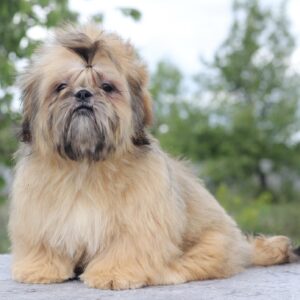 Percy Shih Tzu