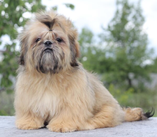 Percy Shih Tzu Percy Shih Tzu