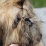 Percy-male-Shih-Tzu-puppy-for-sale-5