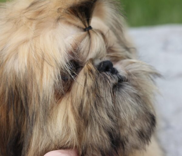 Percy Shih Tzu Percy Shih Tzu