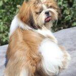 Princess-female-Shih-Tzu-puppy-for-sale-1