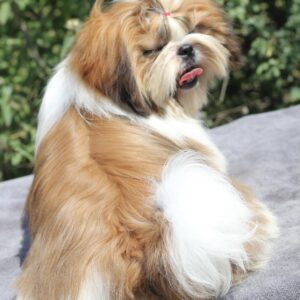 Princess Shih Tzu