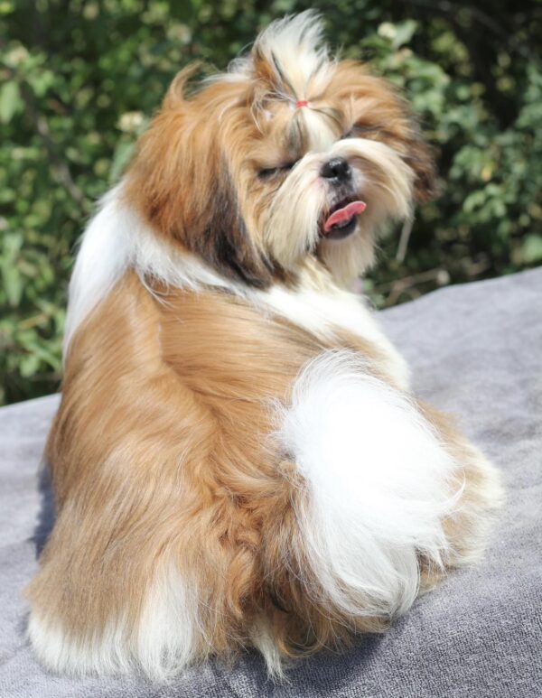 Princess Shih Tzu Princess Shih Tzu