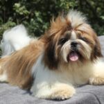 Princess-female-Shih-Tzu-puppy-for-sale-3