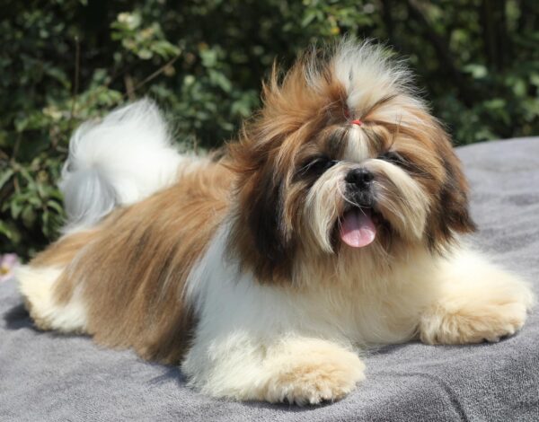 Princess Shih Tzu Princess Shih Tzu